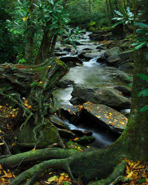 Along the Cave Bluff Trail