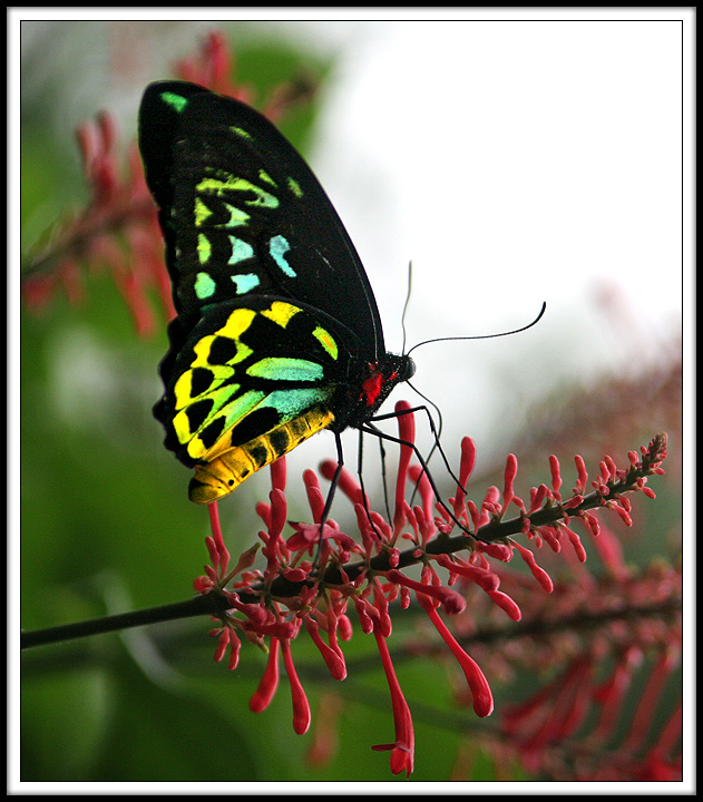 Backlit Butterfly on Mission