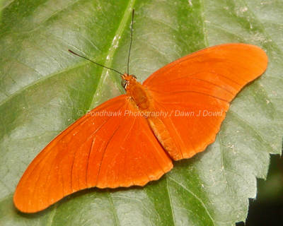 Insects