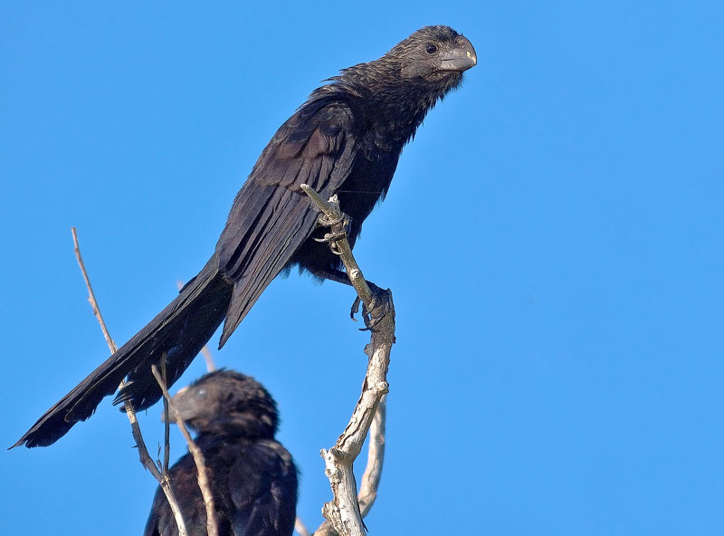 Smooth-Billed Ani (Crotophaga ani) 1