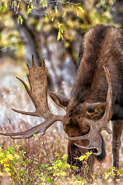 Browsing Moose