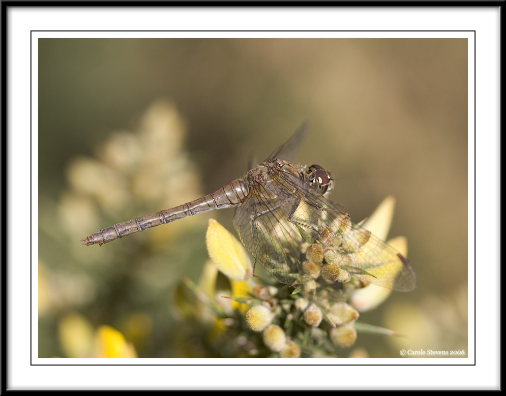Darter!