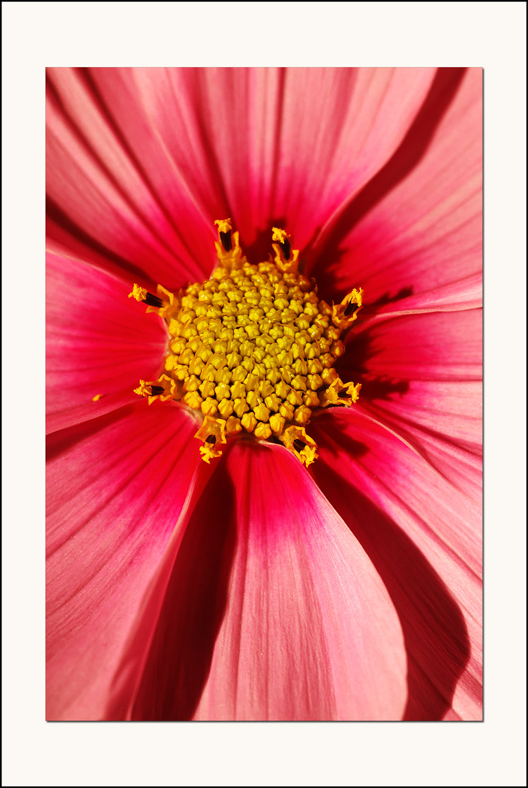 La fleur dIwona