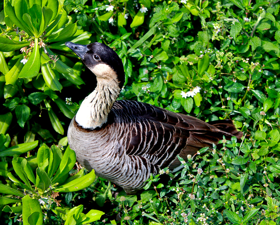 Nene Goose, Kilauea Lighthouse, Kauai, HI