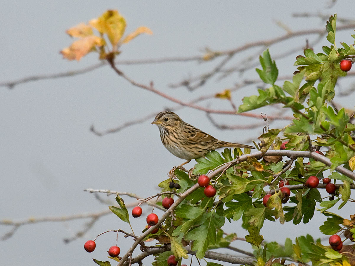 Lincolns Sparrow