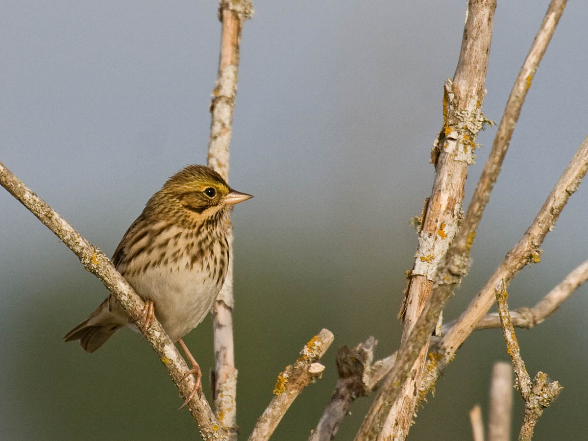 Savannah Sparrow