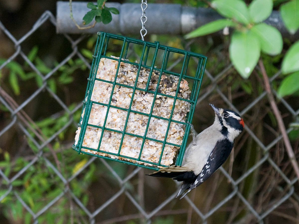 Downy Woodpecker