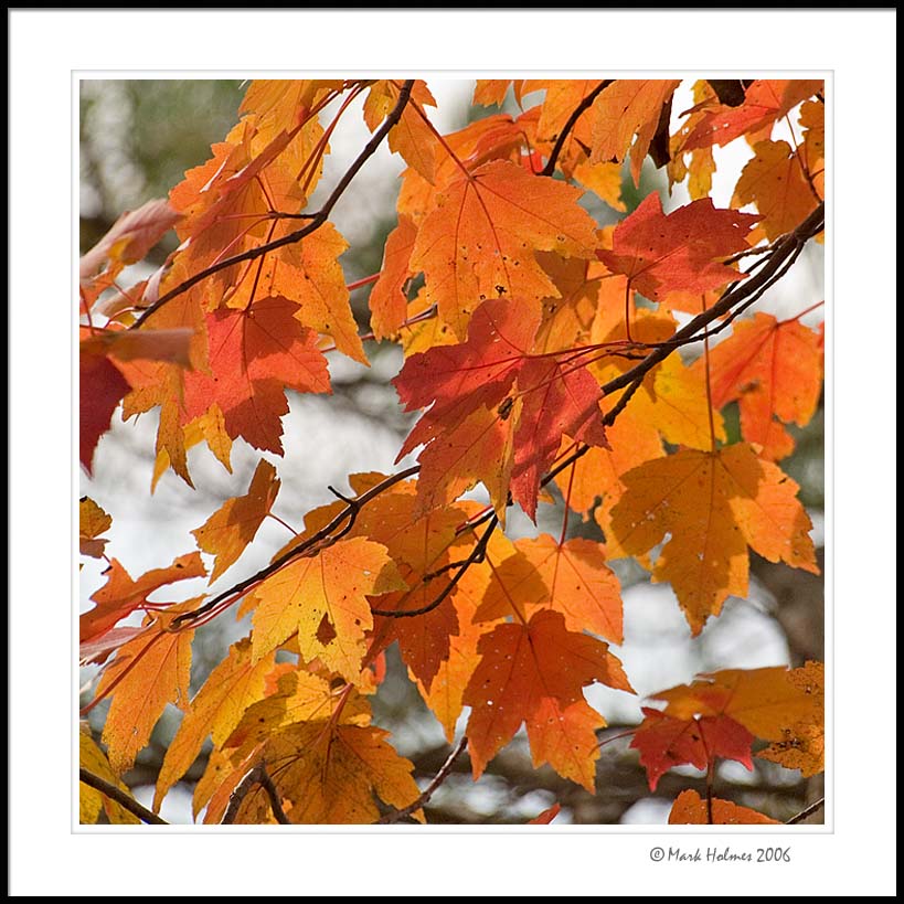 autumn leaves - Salem Lake