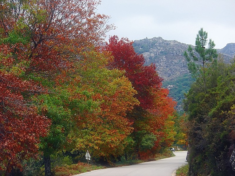 Autumn road
