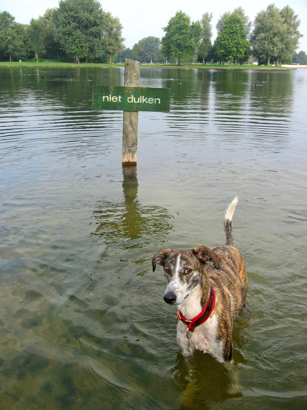 No diving