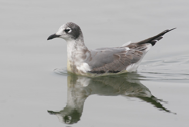 Franklins Gull, first winter