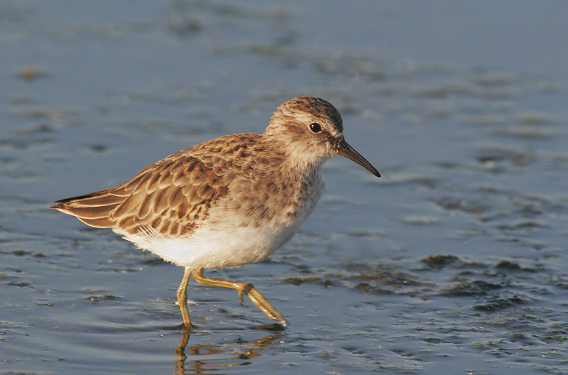Least Sandpiper, winter