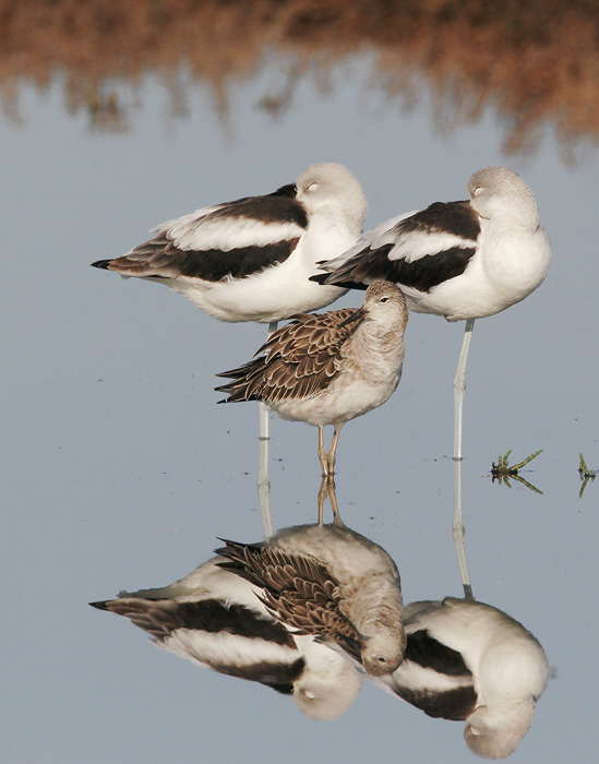 Ruff, adult male(?), with Avocets