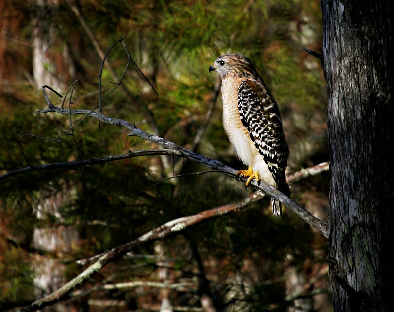 Red Shouldered Hawk  - Watching