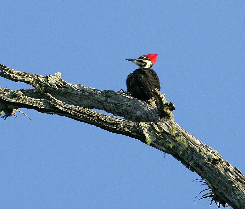 Master of All He Surveys