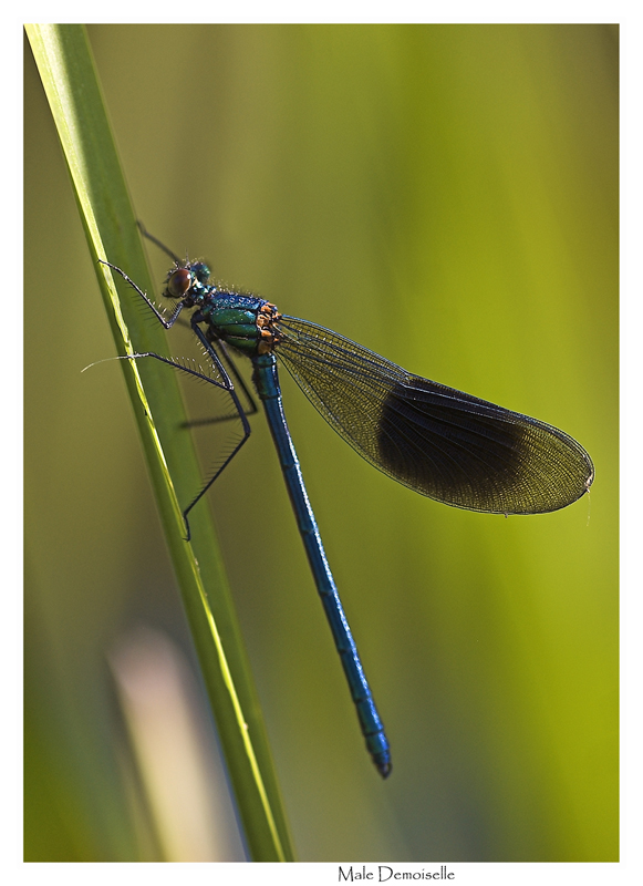Male Demoiselle.jpg