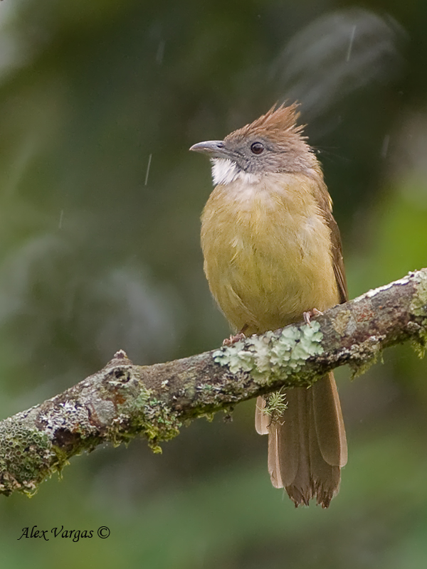 Puff-throated Bulbul