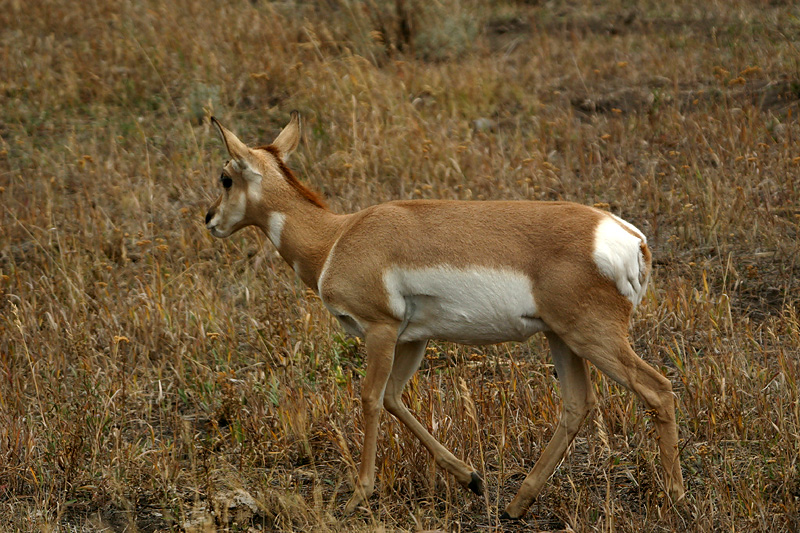Pronghorn