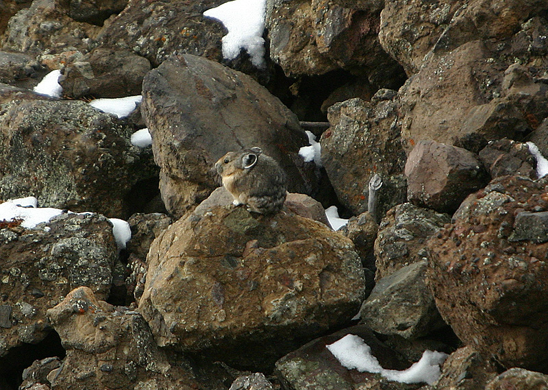 Pika