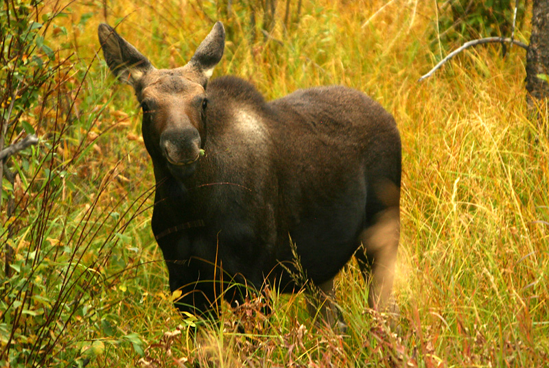 Moose Calf at Elk Creek