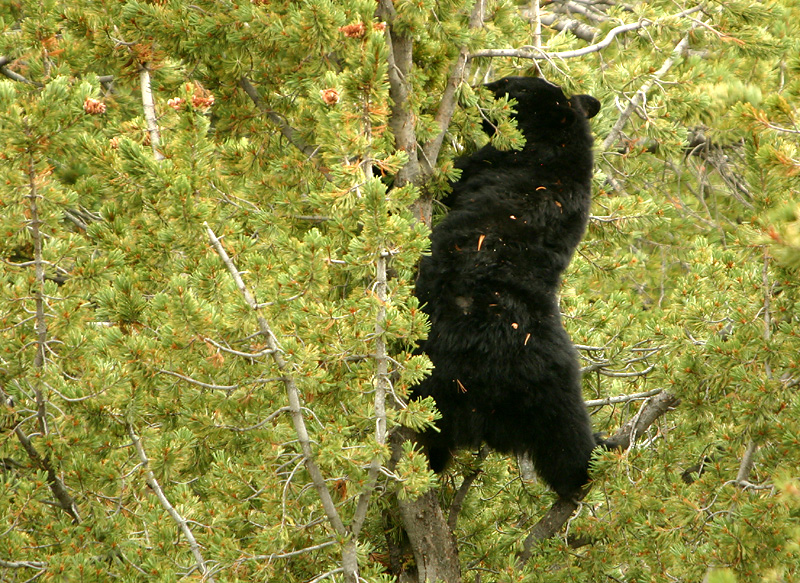 Searching for whitebark pine cones