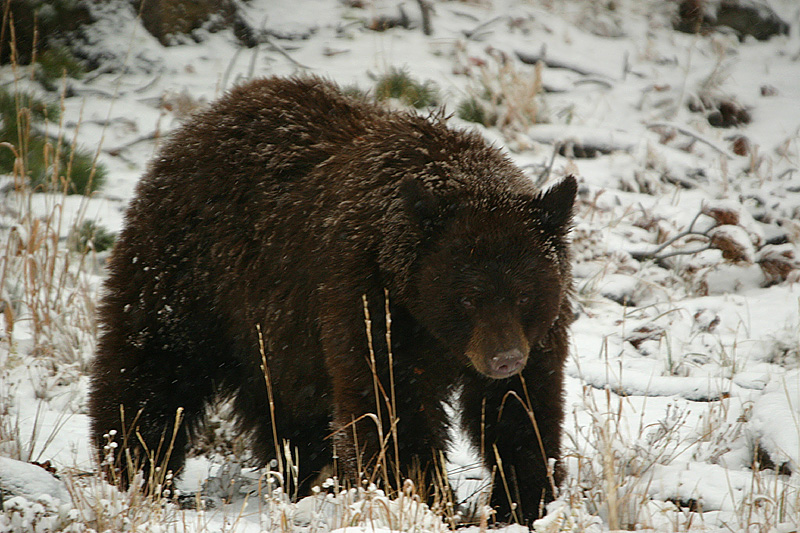 Cinnamon bear