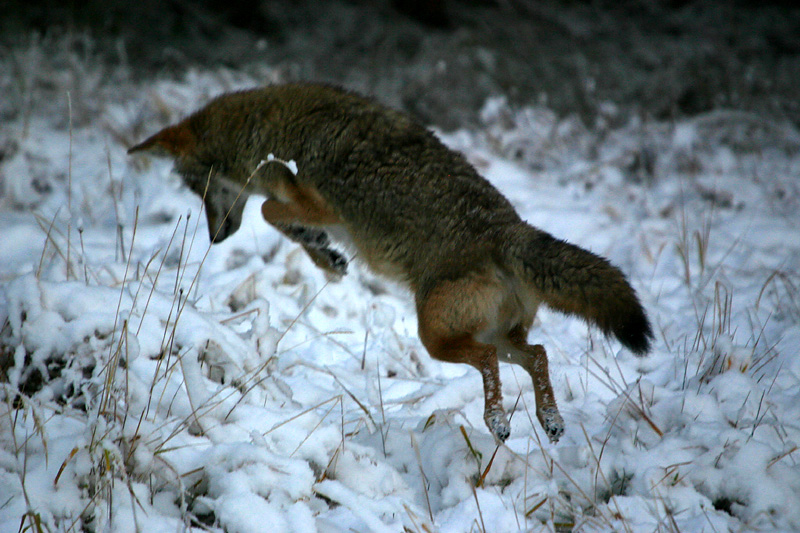 Pouncing coyote