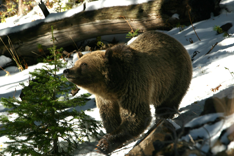 Grizzly