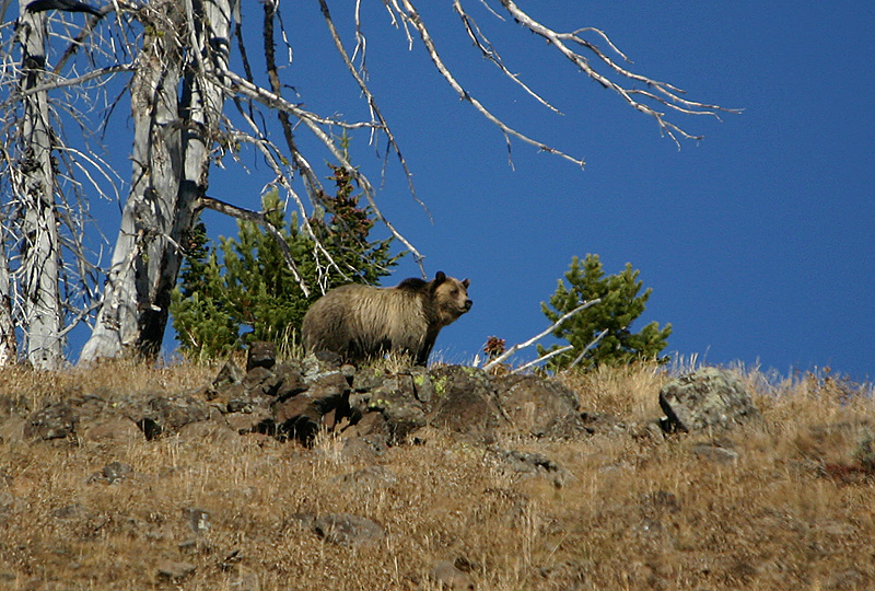 Grizzly