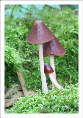 Fungi 4.jpg