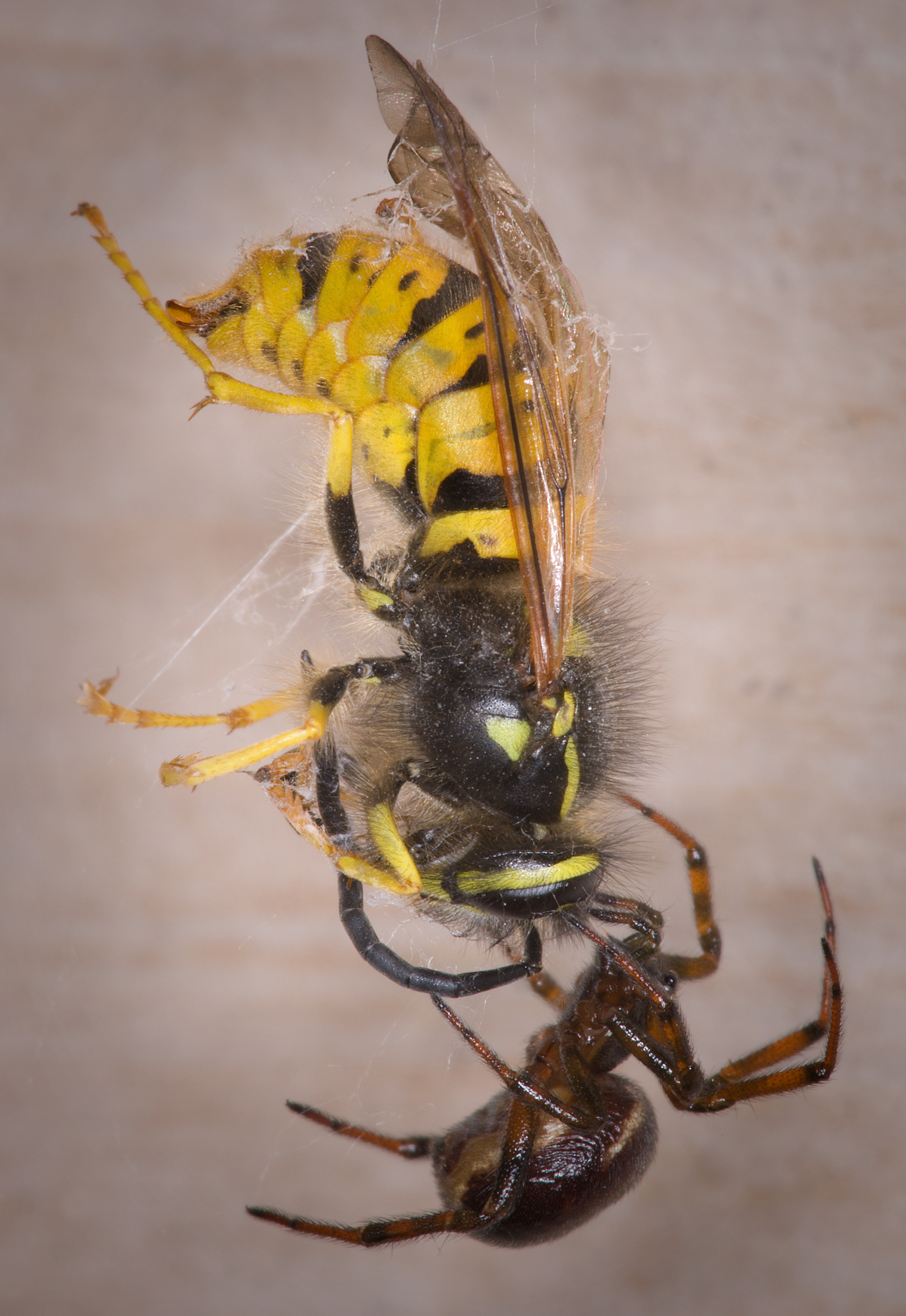 spiderandwasp.jpg