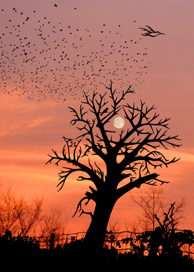 PHOTOGRAPHISME ART / Essayez de trouvez les 9 silhouettes doiseaux et la cabane dans larbre