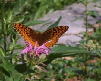 IMG_0458_1.JPG