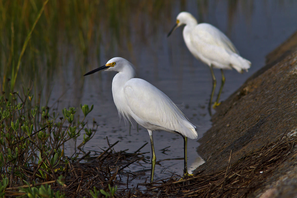 Snowy Egrets