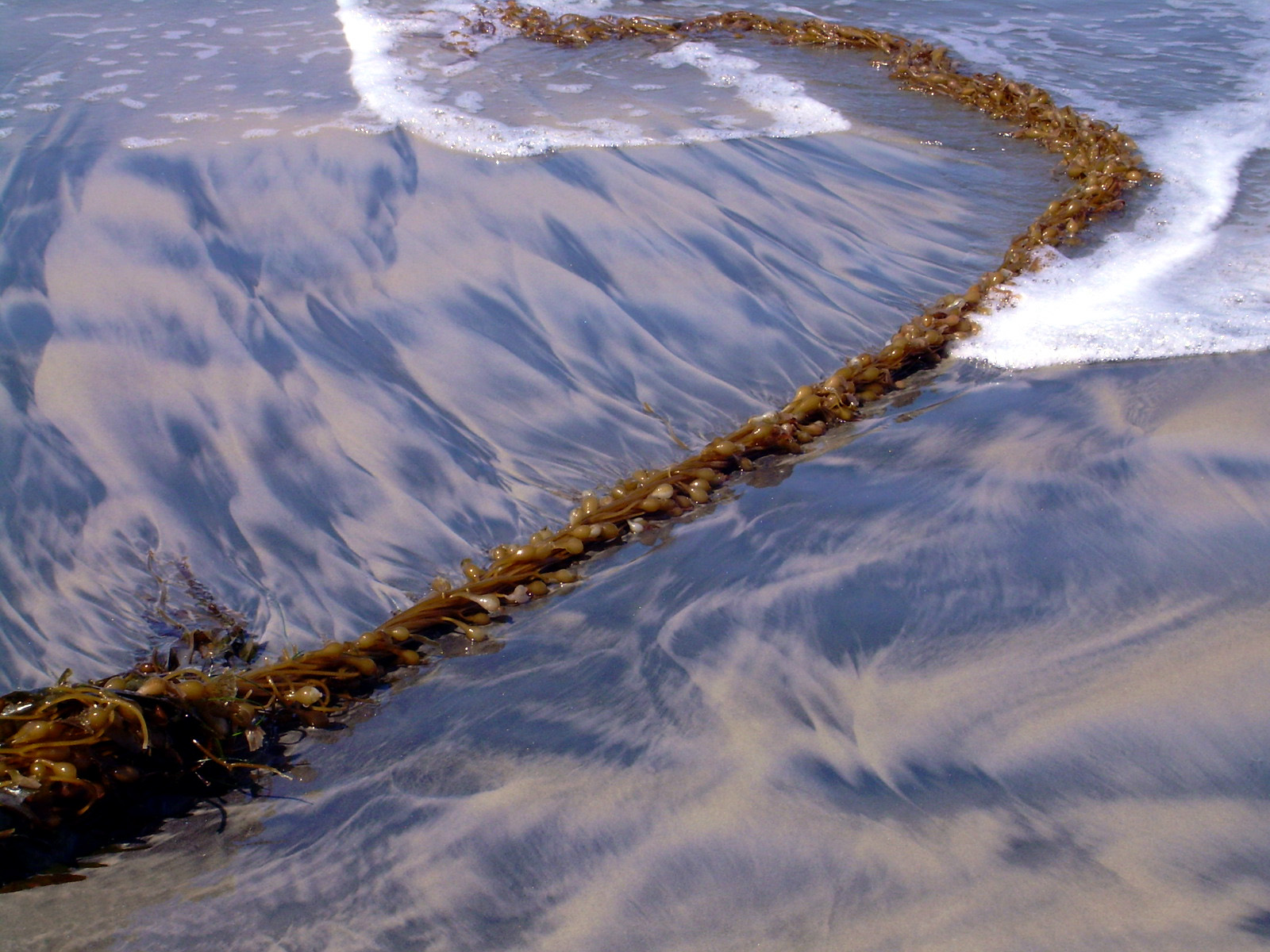 CardiffSeaWeed27.JPG