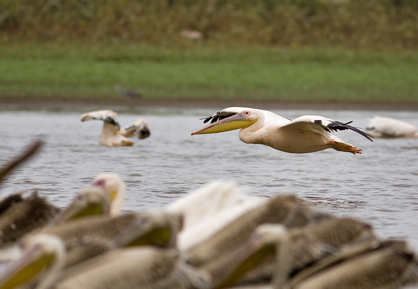pelican