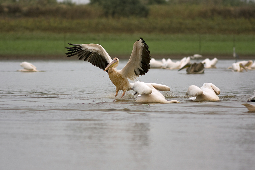 pelican
