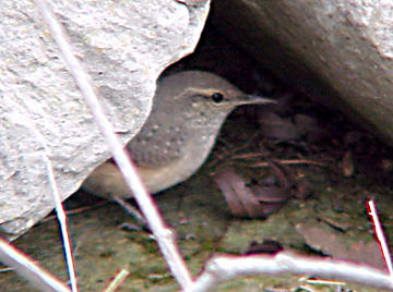 Rock Wren - 10-22-06 foraging under the rocks - JRW