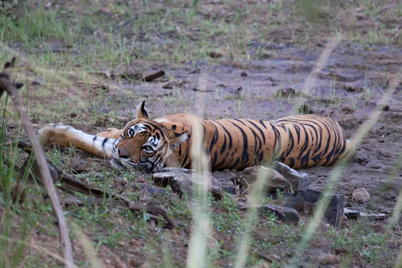 Tigress 2.jpg