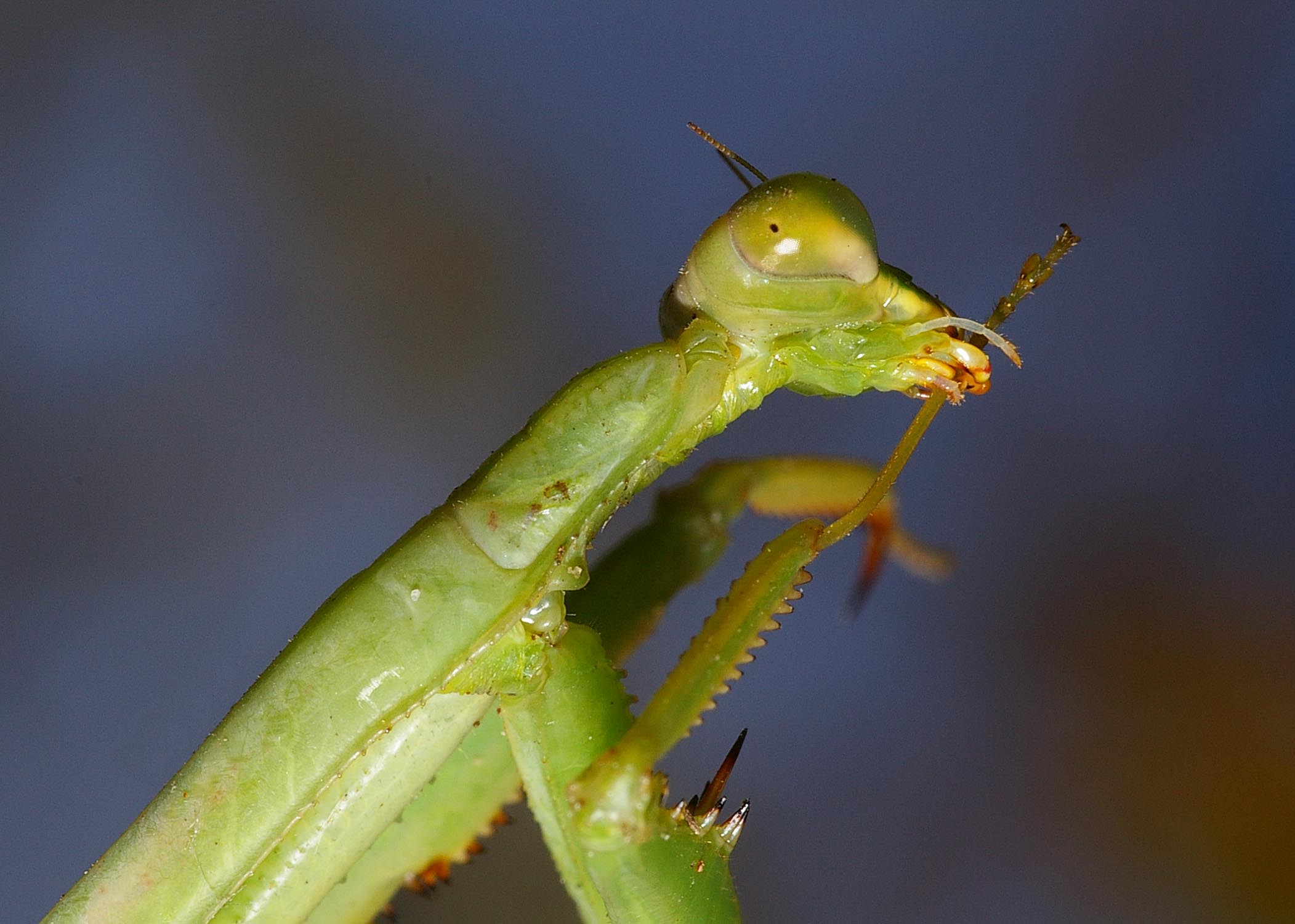 Praying Mantis