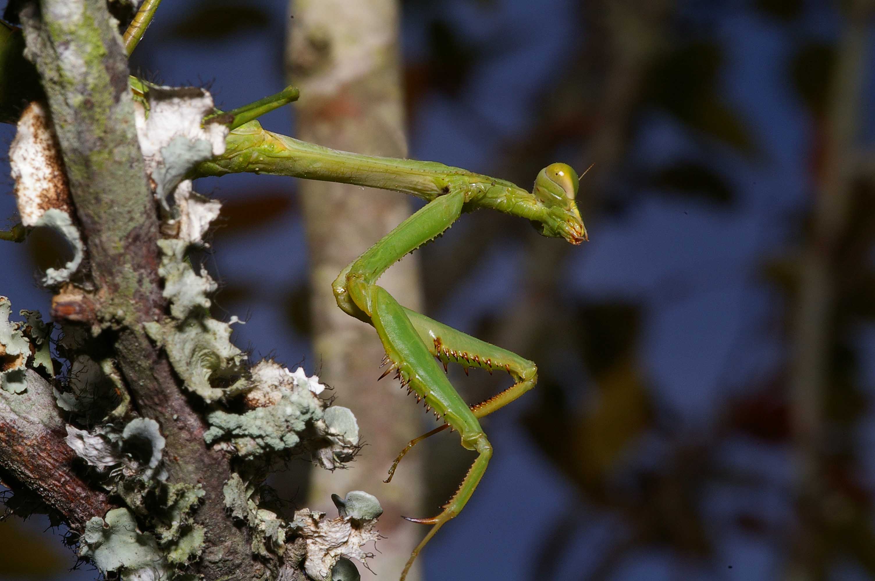 Praying Mantis