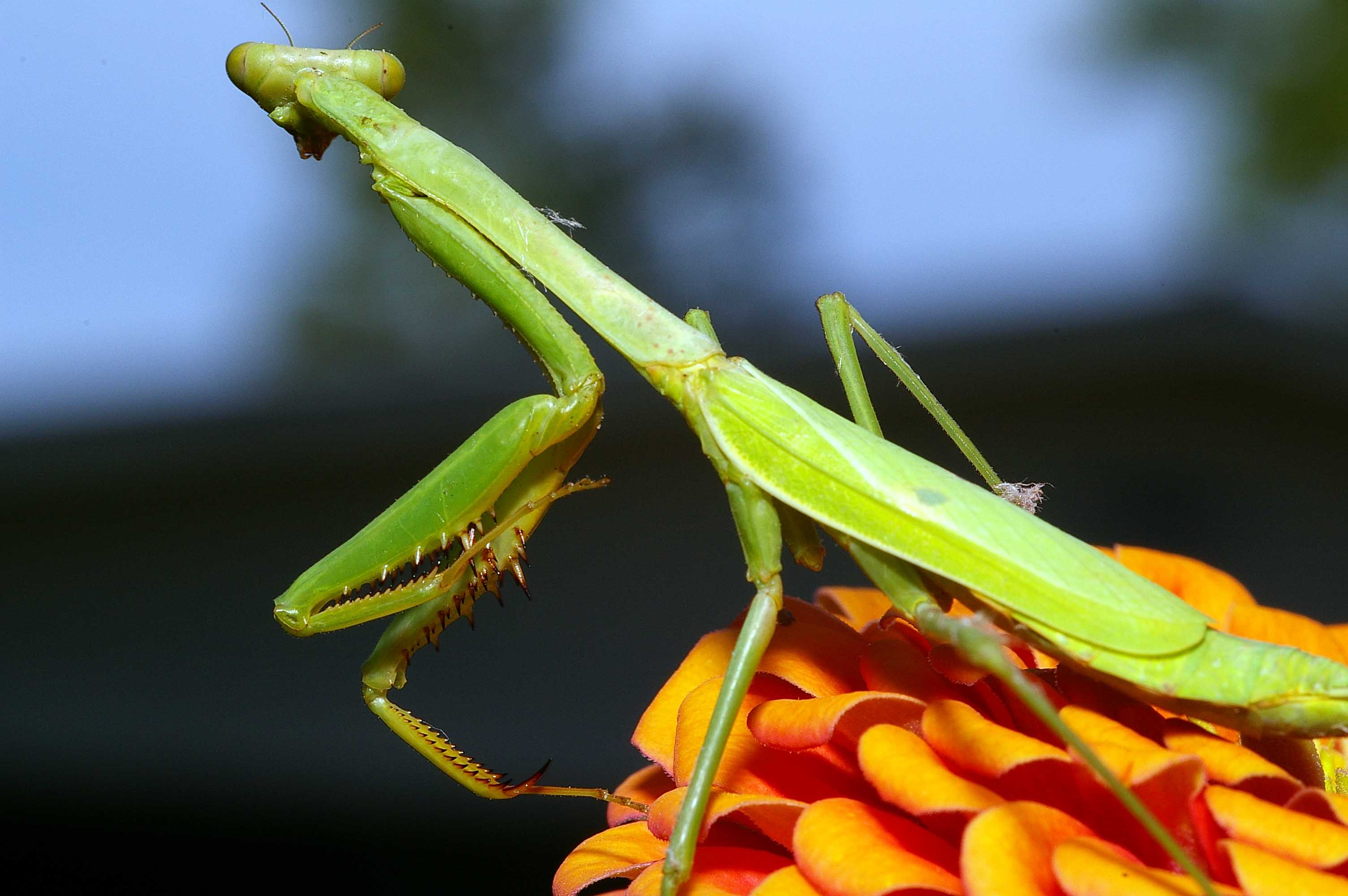Praying Mantis
