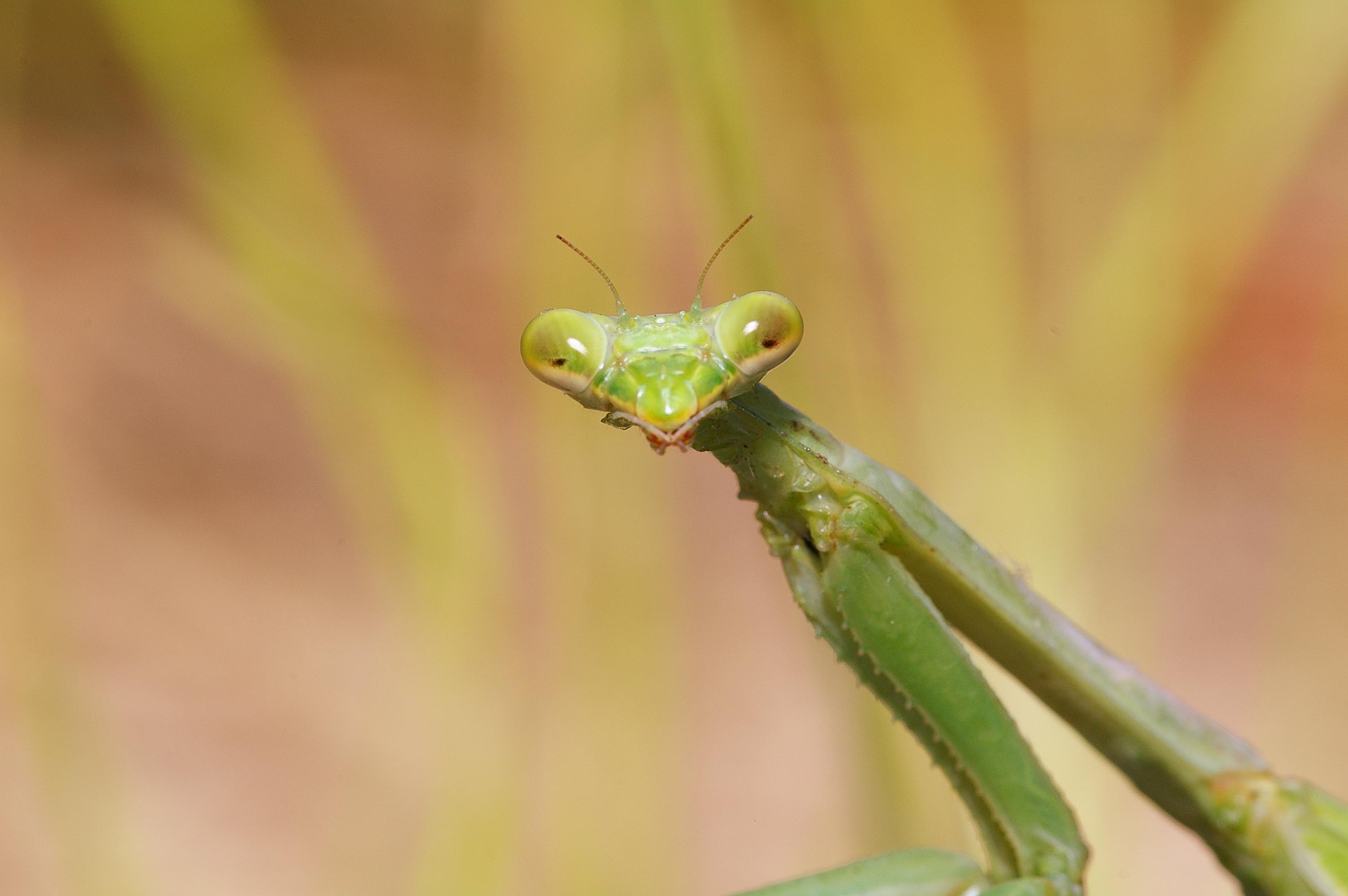 Praying Mantis