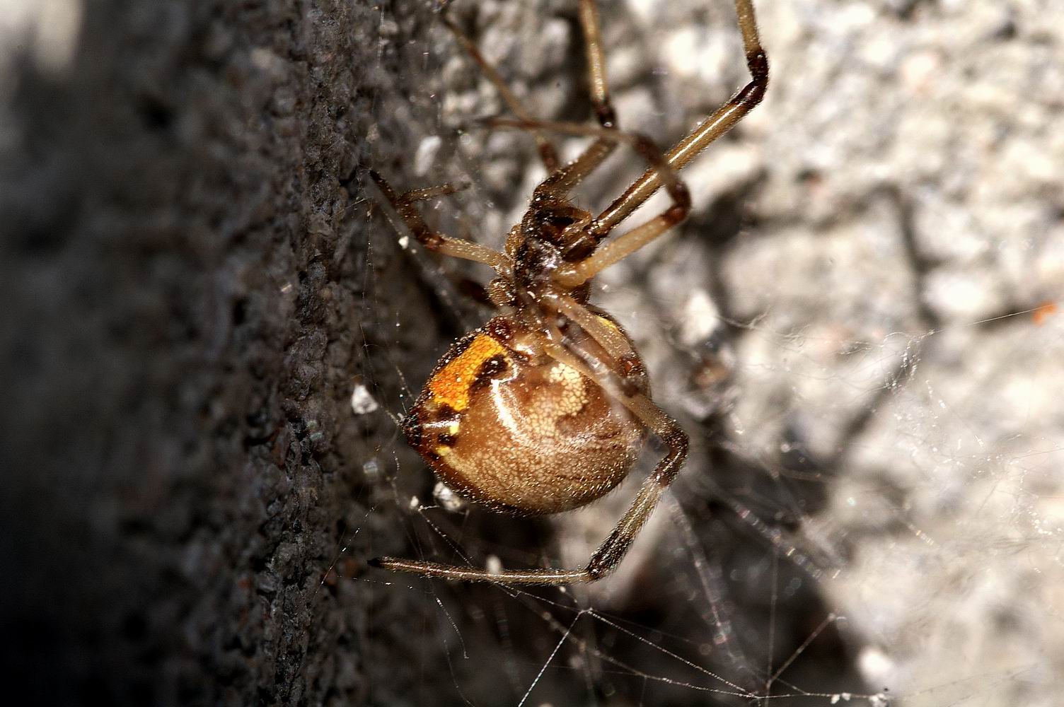 Brown Widow (Latrodectus geometricus)