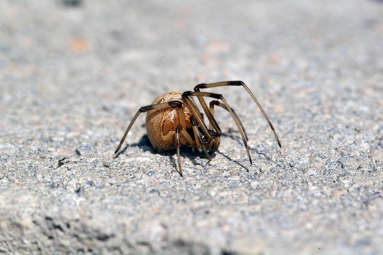 Brown Widow (Latrodectus geometricus)