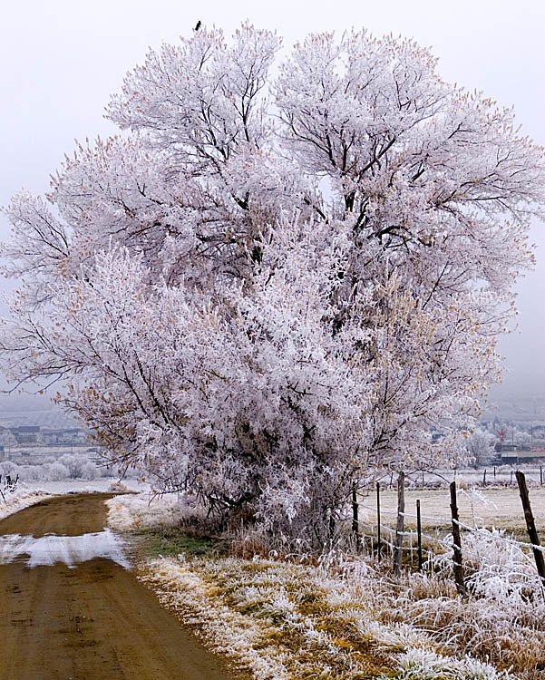 Hoar Frost