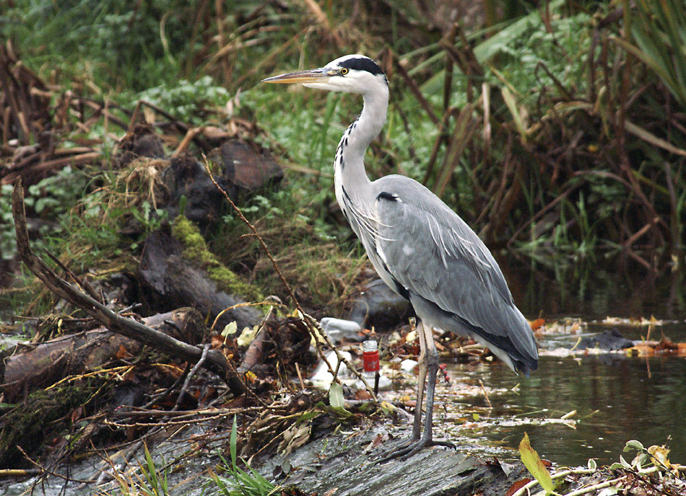 Heron