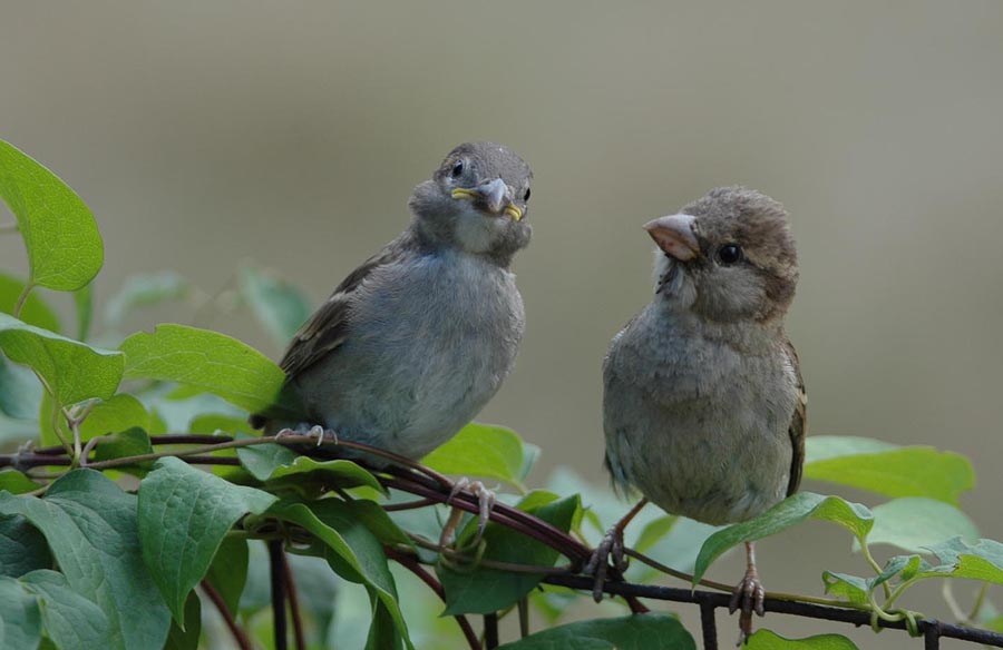 Young House Sparrow and Mom
