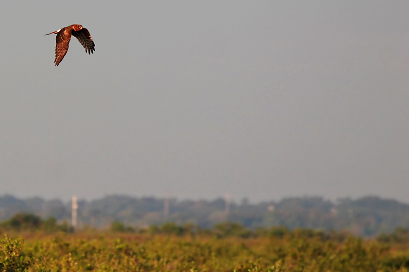 Northern Harrier (female)