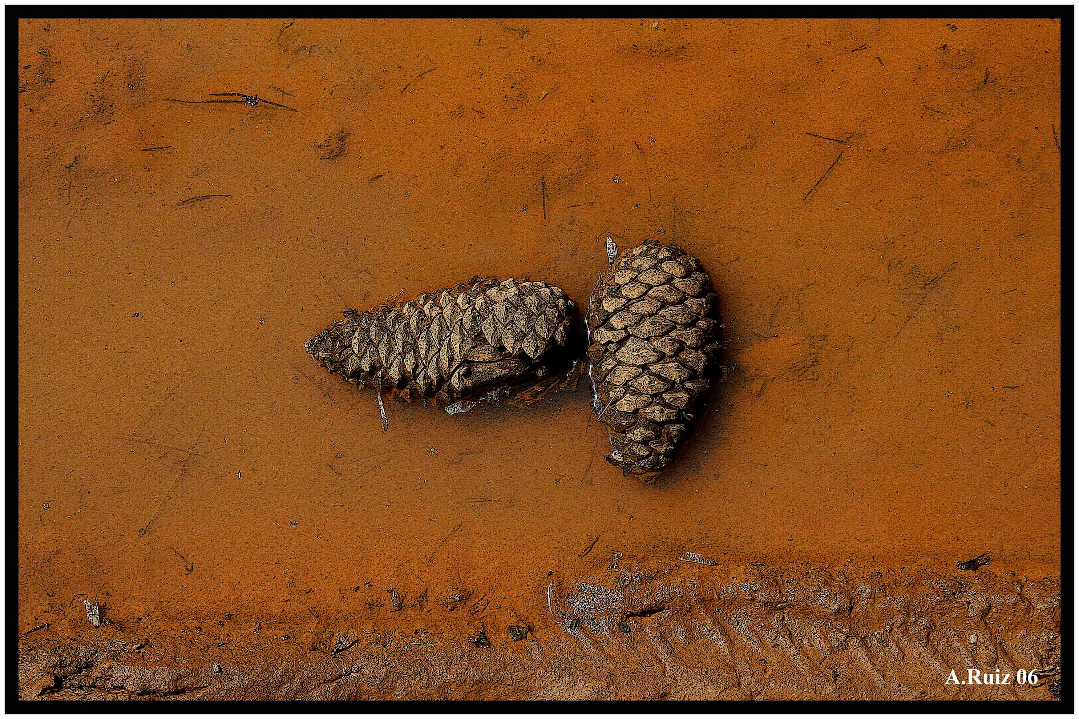 Young Pine